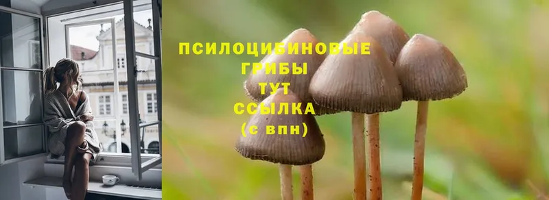 Галлюциногенные грибы MAGIC MUSHROOMS  наркота  Воркута 